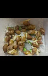 حلوزن ۸سانتی