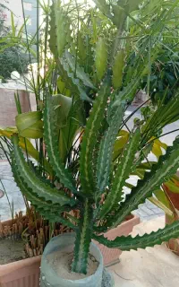 تعداد محدودی گل
