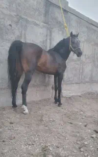 پانسیون اسب