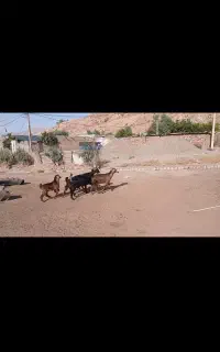 دوعدد بزبزغاله