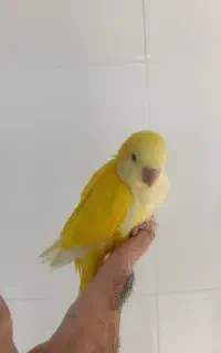 جوجه راهب لوتینو نرمخور سرلاکی درشت