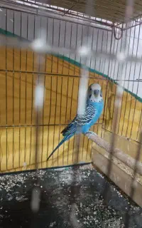 مرغ عشق نر