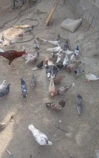 کفتریاکبوتر