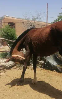 کره مادیون