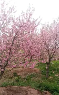 طبیعت کردی