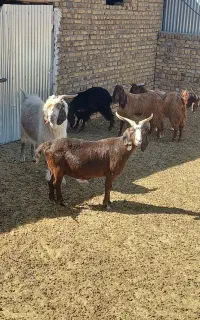 آگهی فروش۸راس نربزویک راس بز