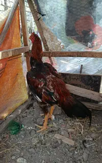 تخم مرغ لاری