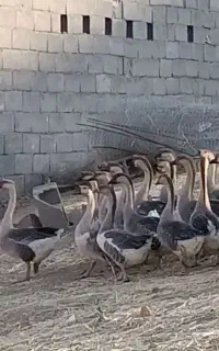 قوقاز نرماده‌ اوکراینی