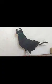 کبوتر پرشی