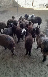 ۱۷راس بره جفتی ۵۰کیلو