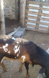 فروش قوچ