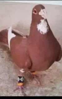 کفتر