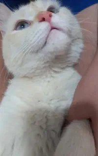 گربه چشم یخی