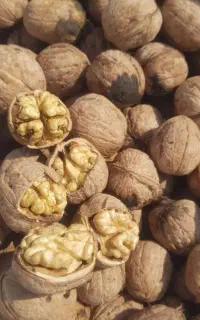 بهترین گردو ،، طلای 24/عیار،