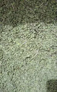 آویشن کوهی داراب