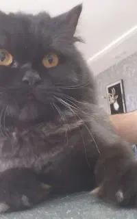 گربه پرشین ماده