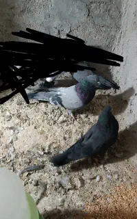 کبوتر پر