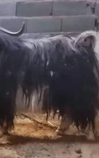 نربز شیرازی