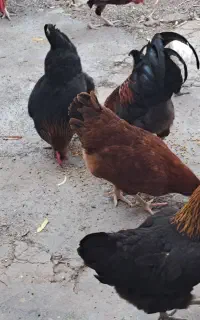 فروش ۲مرغ تخم گذار ودوخروس