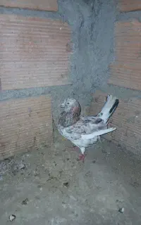 کبوتر سرور نر