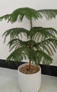 گل اپارتمانی