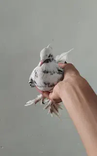 کبوتر