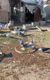 همه پلاکی خوب