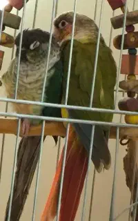 طوطی گرینچک
