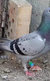 جفت ماده اسطوره اردن کویتی