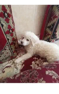 فروشی