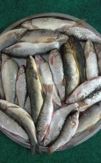 ماهی