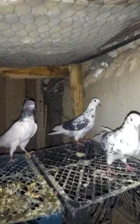 ماده پرشی
