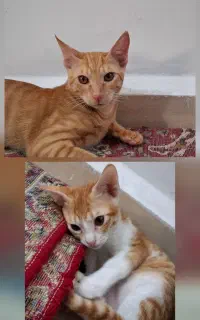 واگذاری گربه خانگی