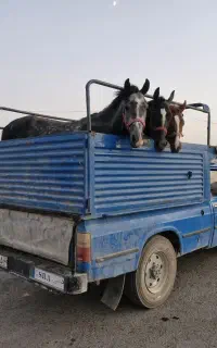خرید و فروش انواع پالانی