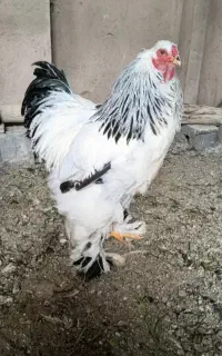 خروس برهما
