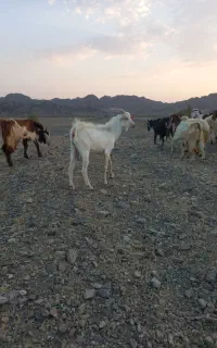 نر بز سانن اصل (معاوضه هم میکنم)