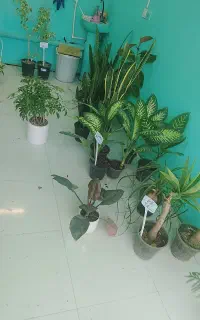 انواع گل گیاه طبیعی