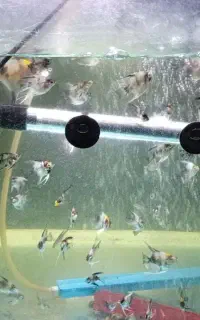 ماهی آنجل کوی معاوضه
