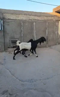 بز کهره تکاوری