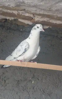 کفتریاکبوتر