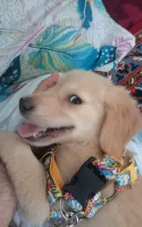 گلدن رتریور اصیل