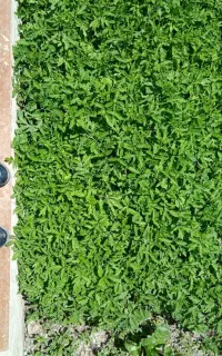 نهال گوجه