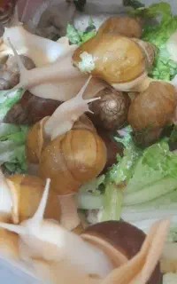 حلزون تخم گذار ،باکس،خاویار،روغن،ژل و صابون