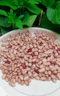 لوبیا چیتی پاکوتاه چیده شده