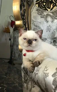 گربه اسکاتیش