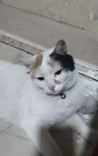 گمشده ها