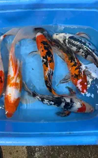 حراج بی نظیر ۶۰درصدی ماهی کوی رنگی واصیل