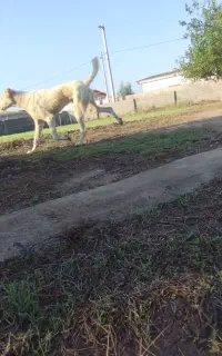سگ البای