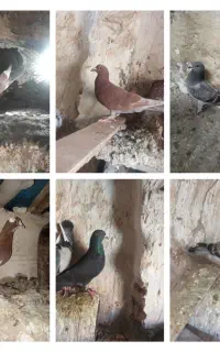 کفتر