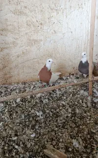 کبوترطوقی خال سیاه
